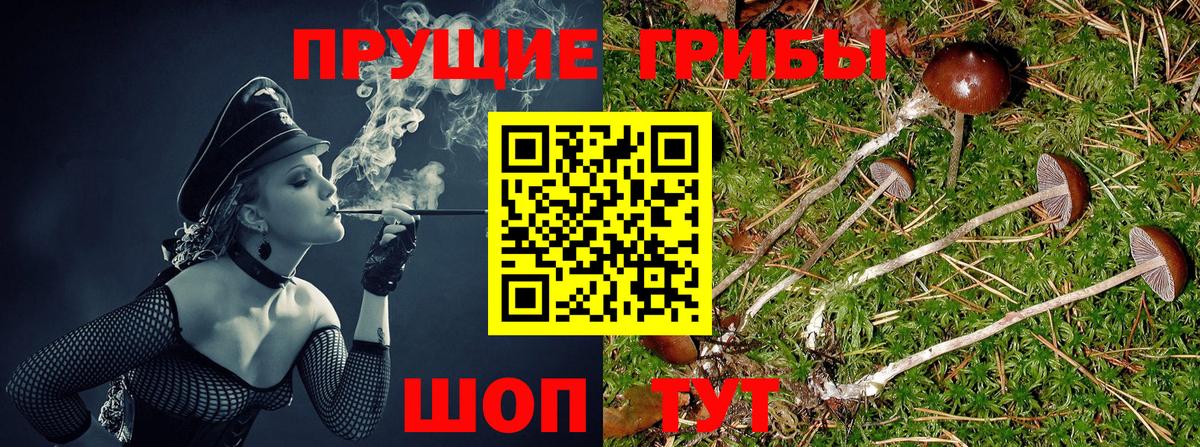 Псилоцибиновые грибы Cubensis  Вход с VPN  Артёмовский 